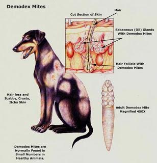 Demodectic Mange Red Mange LIFE CYCLE OF Demodex canis Part of normal flora Transmitted from dam to puppies during