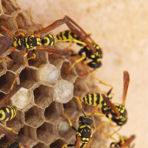 STINGING Bees and wasps Bees and wasps can be a danger to your employees and patrons, causing painful stings and sometimes more serious health issues like swelling, infections, nausea and allergic
