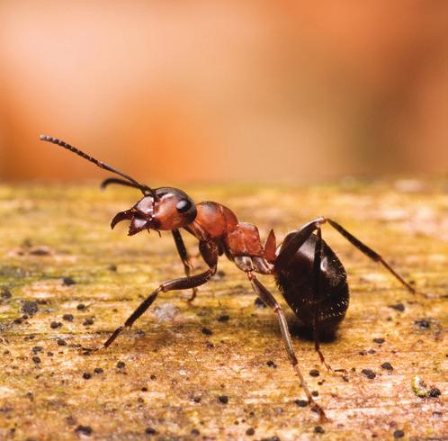 ANTS Argentine ants, crazy ants, pavement ants Ants are resilient and tireless invaders. They can enter restaurants through the tiniest cracks, seeking water and sweet or greasy food substances.