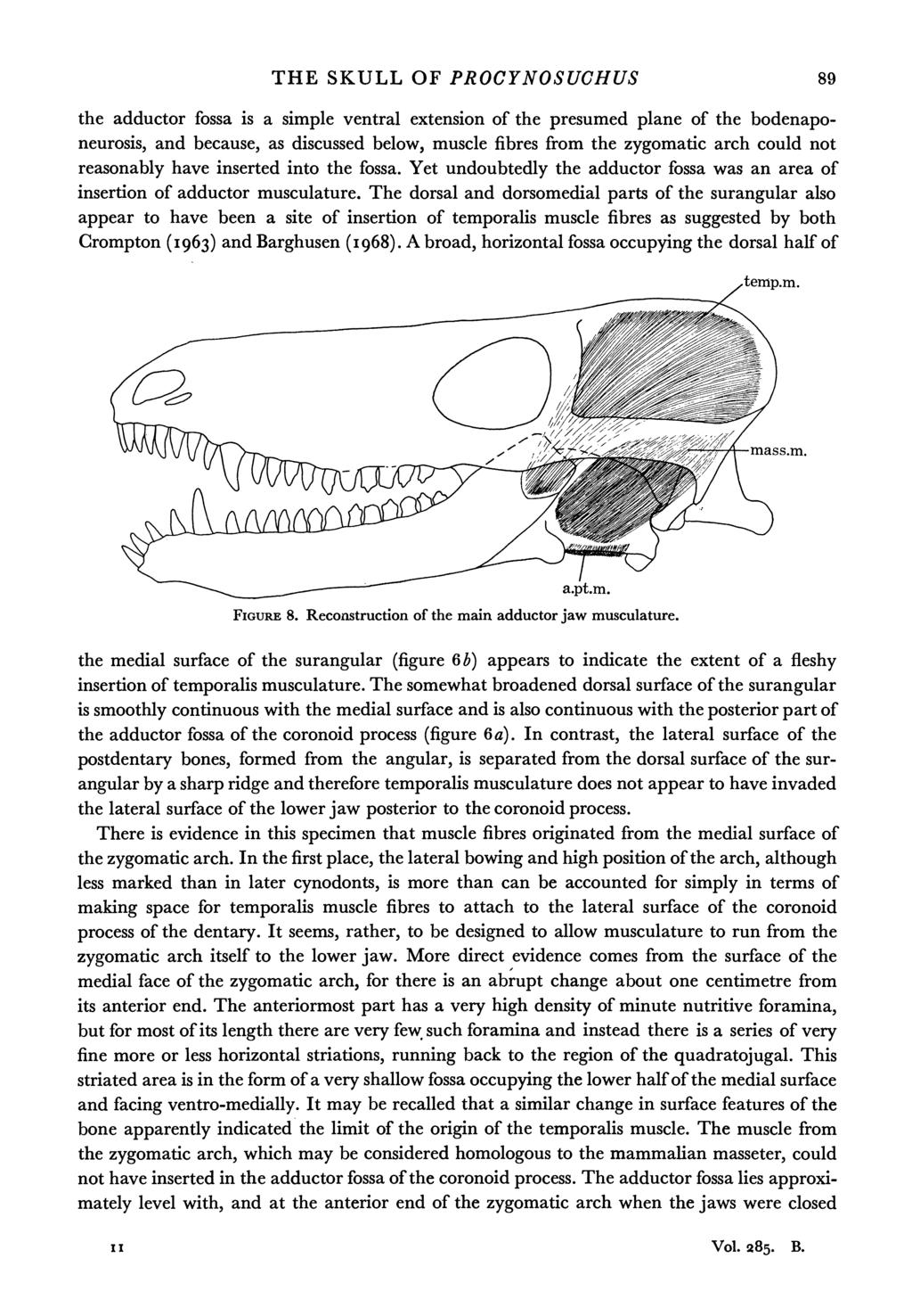 THE SKULL OF PROCYNOSUCHUS 89 the adductor fossa is a simple ventral extension of the presumed plane of the bodenaponeurosis, and because, as discussed below, muscle fibres from the zygomatic arch