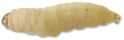 Care: Wax worms can be stored at room temperature with their substrate and will last for about one week.