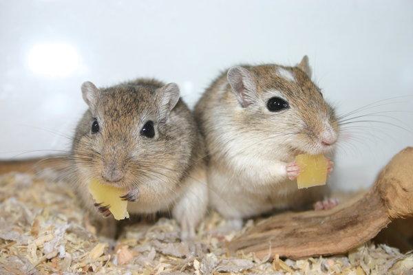 Feeding-Gerbils Same as hamsters except: