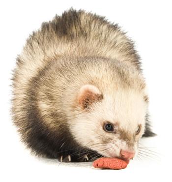 Feeding-Ferrets Ferrets need a feed containing at least 35% animal protein Best to use commercial dry food to maintain gum and teeth health, but plenty of water needs to be available Young ferrets