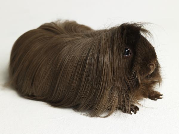 fine in texture Peruvian: longhaired variety that