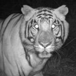 Asia s king of the jungle may no longer be the only option for conservationists looking to protect tiger populations.