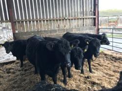 A & L Jackson, Beningbrough, York All cattle are pure bred Aberdeen Angus (not Pedigree registered) and will be PD d in calf to Pedigree Aberdeen