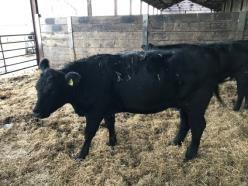 No Animal Tag Number Breed DOB 1 In calf cow UK132910 400600 Pure Aberdeen Angus 03/09/2013 2 In calf heifer UK132910 200738 Pure Aberdeen Angus