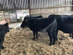 calf heifer UK132910 500755 Pure Aberdeen Angus 21/09/2015 6 In calf heifer UK132910 700757 Pure Aberdeen Angus 22/09/2015 7 In calf heifer