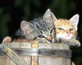 ALASKA PET NEWS the newsletter of STOP the Overpopulation of Pets Members of the Board Lori Oswald, Ph.D.