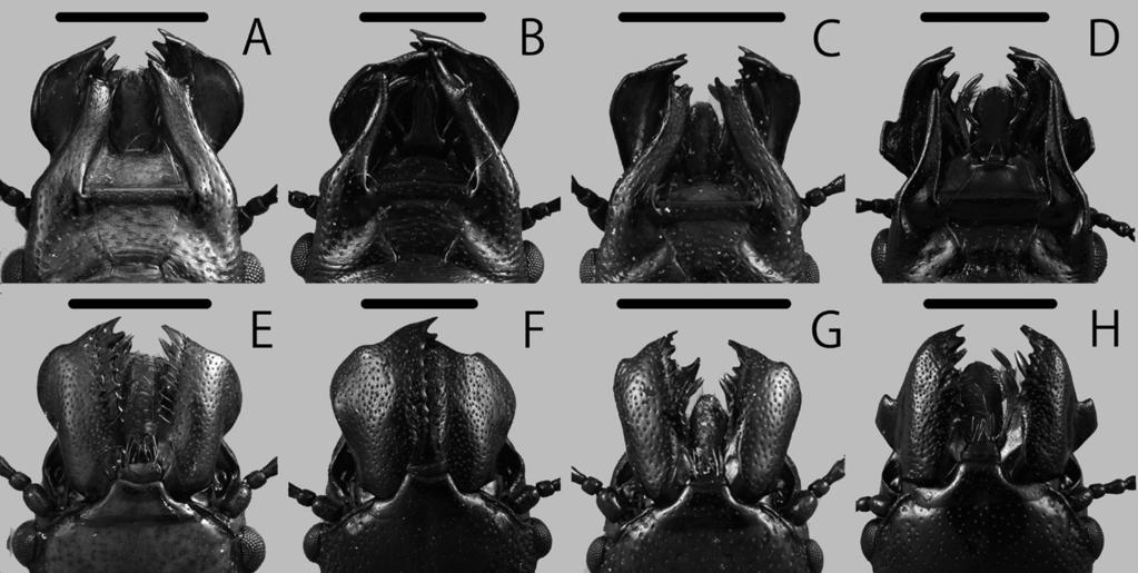 114 Ito, T. and H. Yoshitomi Fig. 2. Jugular processes (A D) and mandibles (E H) of Prostomis spp. A, E, P. taiwanensis sp. nov.; B, F, P. magna sp. nov.; C, G, P. parva sp. nov.; D, H, P.