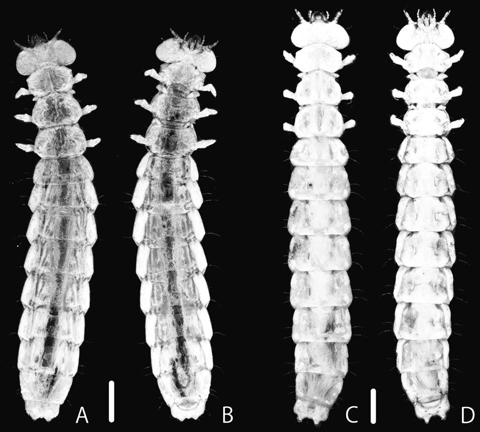 116 Ito, T. and H. Yoshitomi Fig. 4. Larvae of Prostomis taiwanensis sp. nov. (E, F), P. parva sp. nov. (G, H). Scale bars = 1.0 mm. 2) aedeagus slender (stout in P.