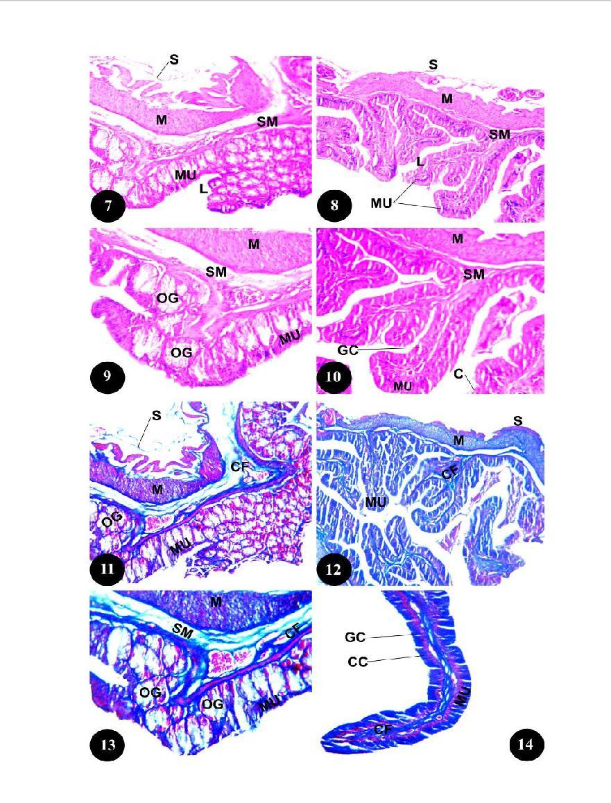 Fig. 7: T.S. of the oesophagus of Scincus scincus showing the structure of the mucosa (MU) and the submucosa (SM) of loose connective tissue. H.E., X 100. Fig. 8: T.S. of the oesophagus of Natrix tessellata displaying the columnar epithelial structure of the mucosa (MU).