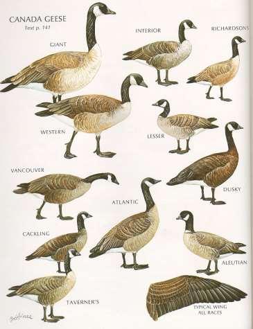 Michigan Geese Diversity in Branta canadensis (formerly included 11 subspecies and 20 mgmt.