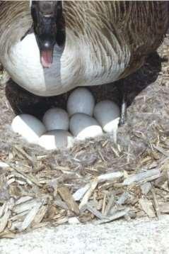 from? Nest Identification