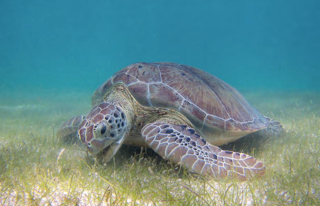 Final Report Nesting green turtles of Torres Strait