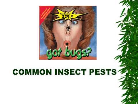 I m going to cover a few insect problems that mostly