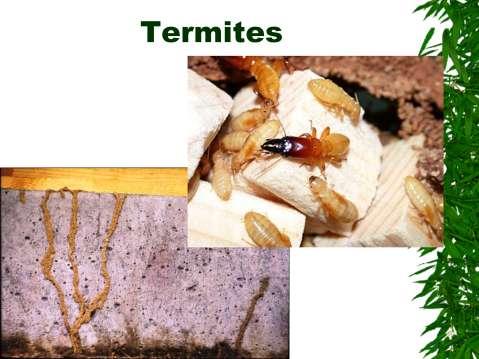 Termites: E-4 Termites feed on the cellulose in wood. Can slowly, over time, cause serious damage to homes. Termite workers never seen above ground they dry out too quickly.