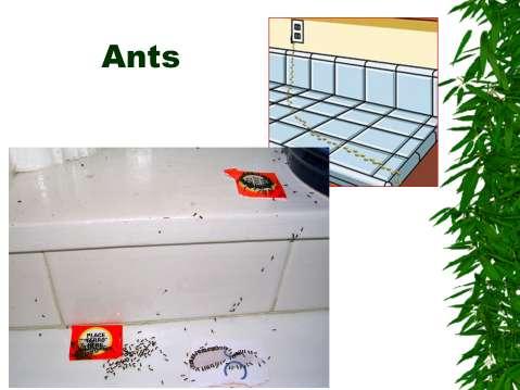 Ants are a nuisance indoors. They get into everything. Sanitation is big! No food left out, everything in tightly sealed containers. Frequent washing/sweeping/mopping.