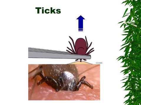 Ticks feed by burrowing their mouthparts into skin and sucking blood. Body can expand greatly as fills with blood.