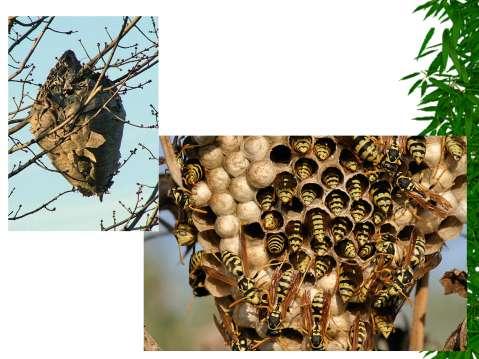 By end of summer, a hornets nest can hold over 3000 workers (all female). While not aggressive, they WILL defend their nest if attacked.