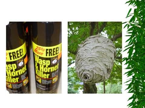 To control: ONLY IF YOU HAVE THE ABILITY TO RUN FAST! Get any aerosol hornet spray that shoots out a stream of chemical 10 to 20 feet long.