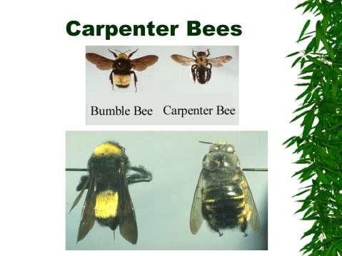 Carpenter bees, also called wood bees, are about the size of a bumblebee.