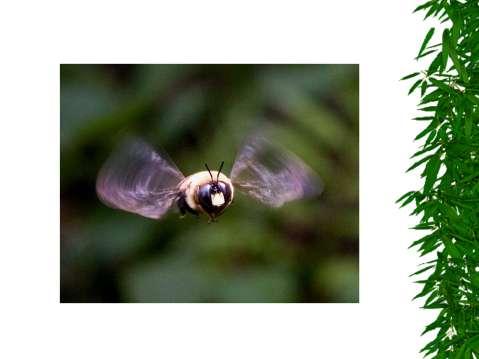 Carpenter bees are solitary insects (see E- 63).