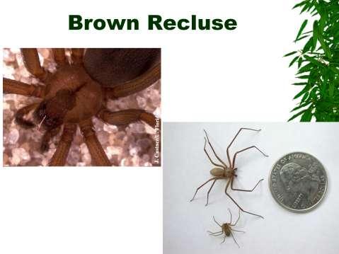 The mature brown recluse spider has a body about 3/8 inch long and 3/16 inch wide. The leg span is about the size of a half dollar. The overall color is light tan to deep red- dish brown.