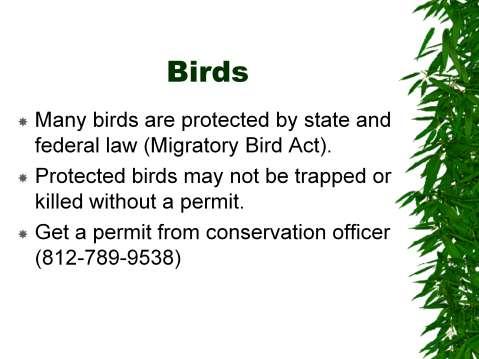 Birds: Migratory Bird Act; protected birds