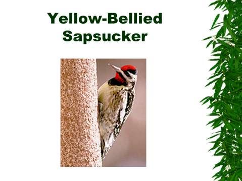 Yellow bellied sapsucker: Medium-sized woodpecker.