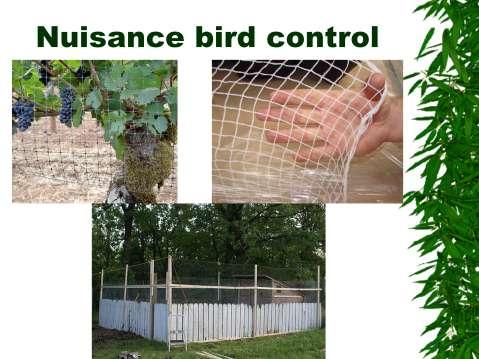 To control nuisance birds: Bird netting to exclude birds from gardens