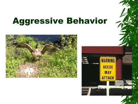 Aggressive behavior