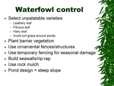 Goose control: Select unpalatable plants.