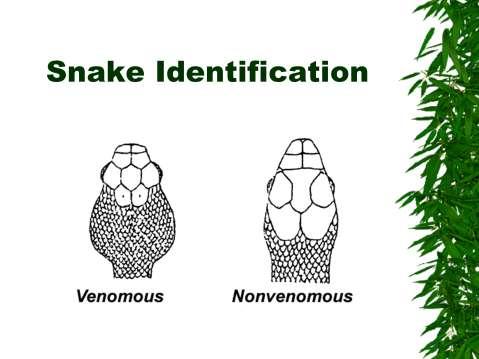 Venomous snakes have a wide, spade-shaped head that is much wider than the neck or rest of the