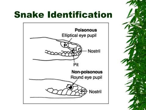 Harmless snakes have round pupils (the black part in the center of the eye). Poisonous snakes have egg-shaped or cat-like (elliptical) pupils. Pit.
