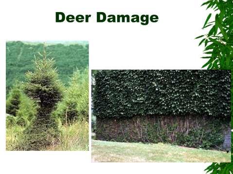 Deer damage: browsing plant eaters.