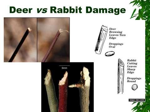 Deer damage on upper left, rabbit damage on lower right.