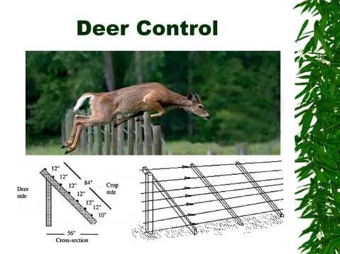 Deer control: standard fencing is worthless; a deer can hop a 10 foot fence without