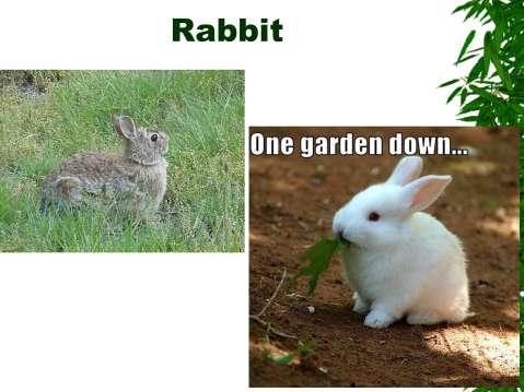Rabbits: small game animal, specific hunting