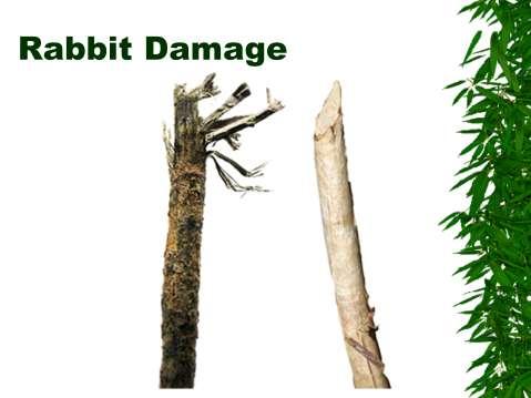 Deer damage on left, rabbit on right.