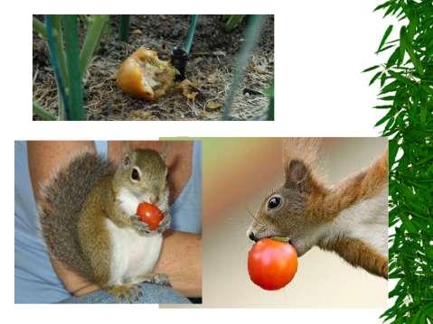 Squirrels and Gardens.