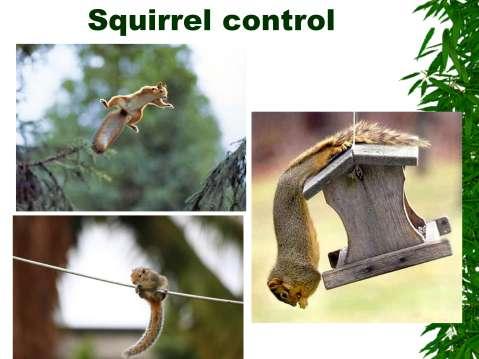 Squirrels are agile acrobats.