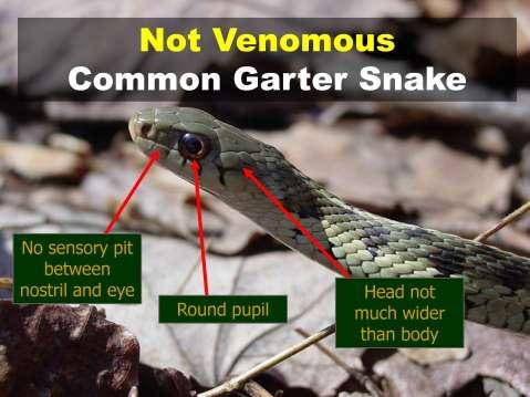 Garter Snake: non-venomous No sensory pit,