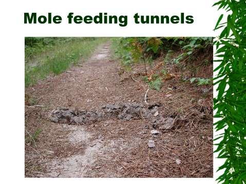 Two types of tunnels: feeding