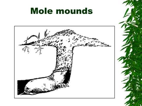 Reason why no hole/tunnel seen: mole digs shaft to