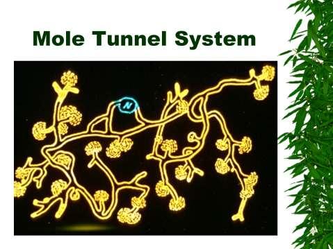 Mole tunnels very sprawling, large; many levels.