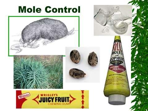 Mole control: moles eat worms and grubs.