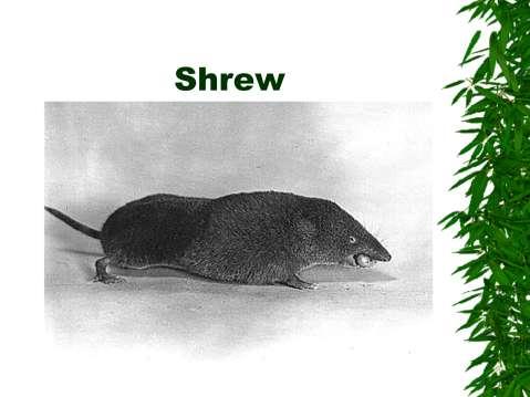 Shrew: insect eater.