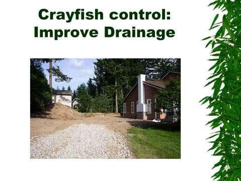 Improving drainage of site is only means of controlling crayfish in lawns.