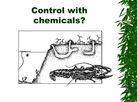 Controlling with chemicals is not recommended.